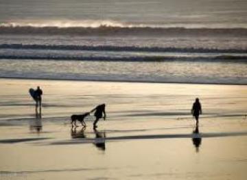 Dogs on the Beach