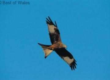 Red Kite